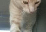 A cat standing on a blanket in the back seat of a car.