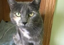 A gray cat sitting on top of a wooden box.