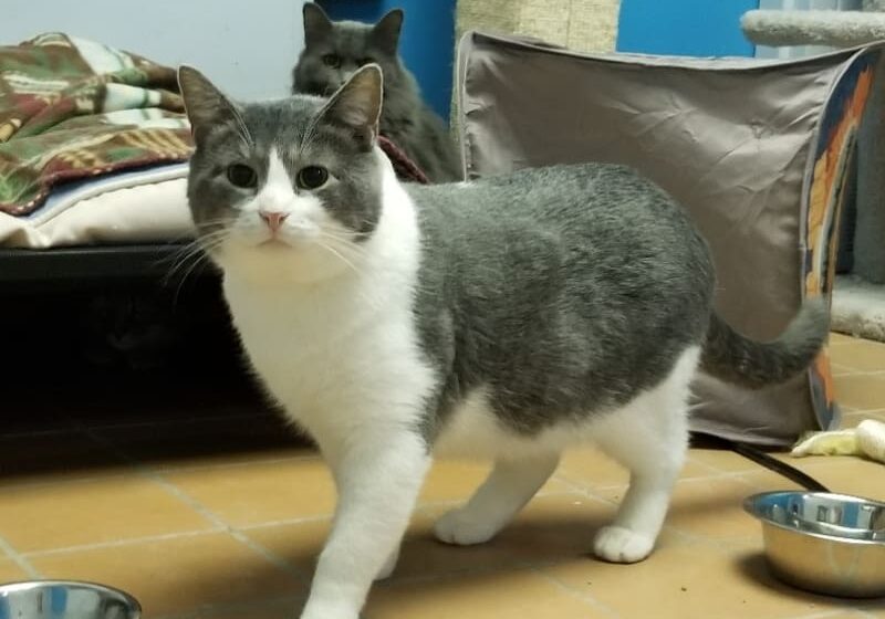 Gray and white cat standing on tile floor.