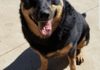 A black and tan dog sitting on the sidewalk.