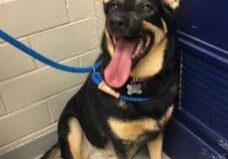 A black and tan dog sitting on a blue door.