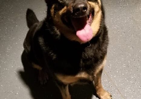 A black and tan dog sitting on a concrete floor.