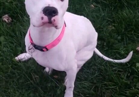 A white dog with a pink collar standing in the grass.