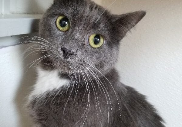 A gray cat sitting on top of a shelf.