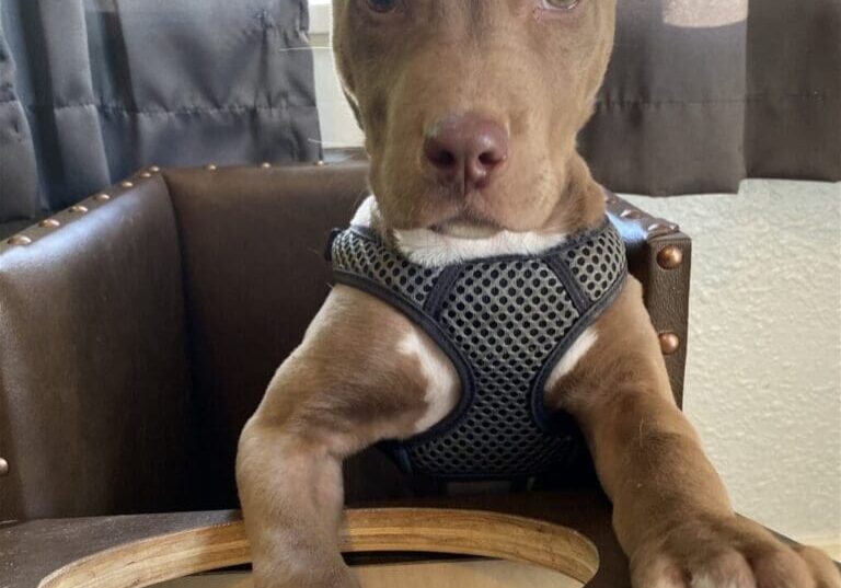 Brown puppy in a harness sitting in a chair.