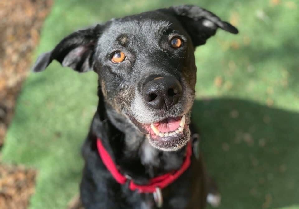 Person, an adoptable labrador retriever & labrador retriever mix in cleveland, oh.