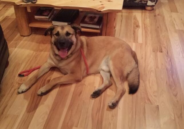 A large dog laying on the floor in a living room.