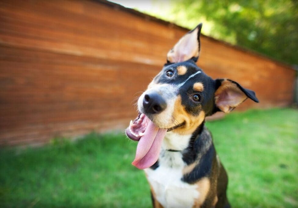 A dog with its tongue hanging out in the grass.