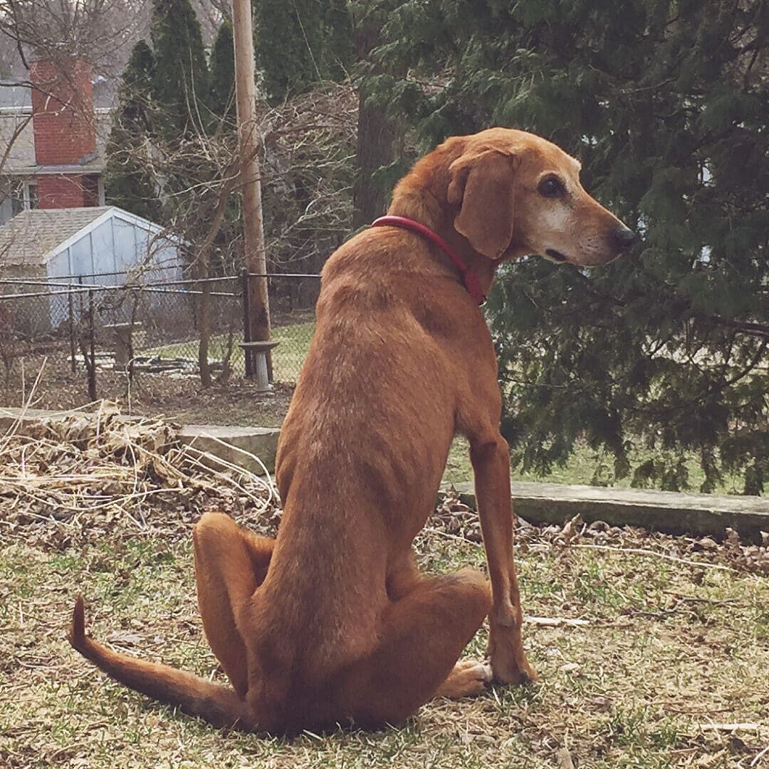 Brown dog sitting on grass outside.