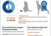 Adopt a less petfuts adoptable pet infographic.