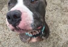 A pit bull terrier looking up at the camera.