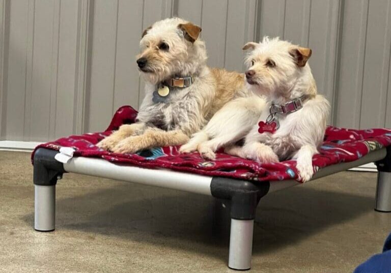 Two dogs laying on a dog bed.