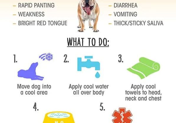 signs-your-dog-is-overheating