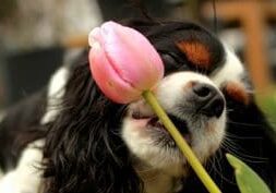 A black and white dog sniffing a pink tulip.