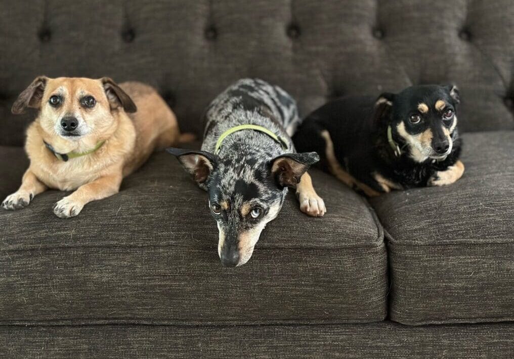 Three dogs relaxing on a couch.